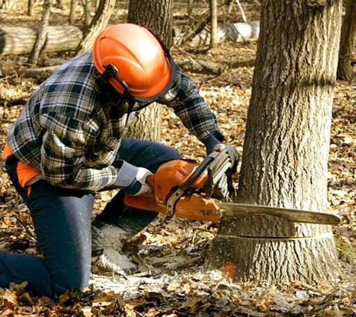 Tree Removal in Winchester, IL
